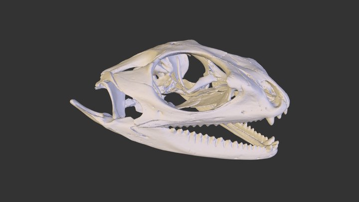 UMZC R.18910 Agama stellio skull 3D Model