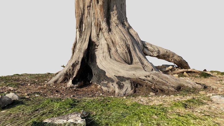 Rooted Tree in Nature 3D Model
