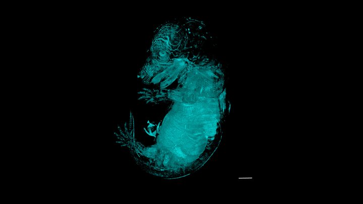 Whole-mount nuclear staining of mouse embryo 3D Model