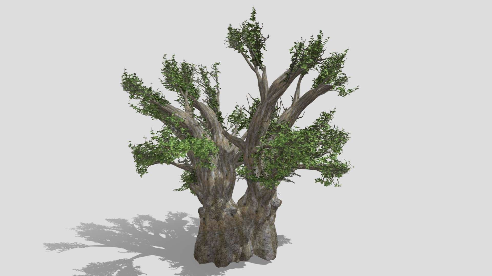 African Baobab Med - Download Free 3D model by Valery.Li [4c215a4 ...