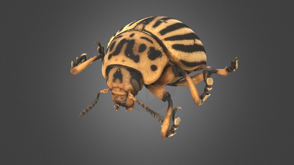 Leptinotarsa decemlineata