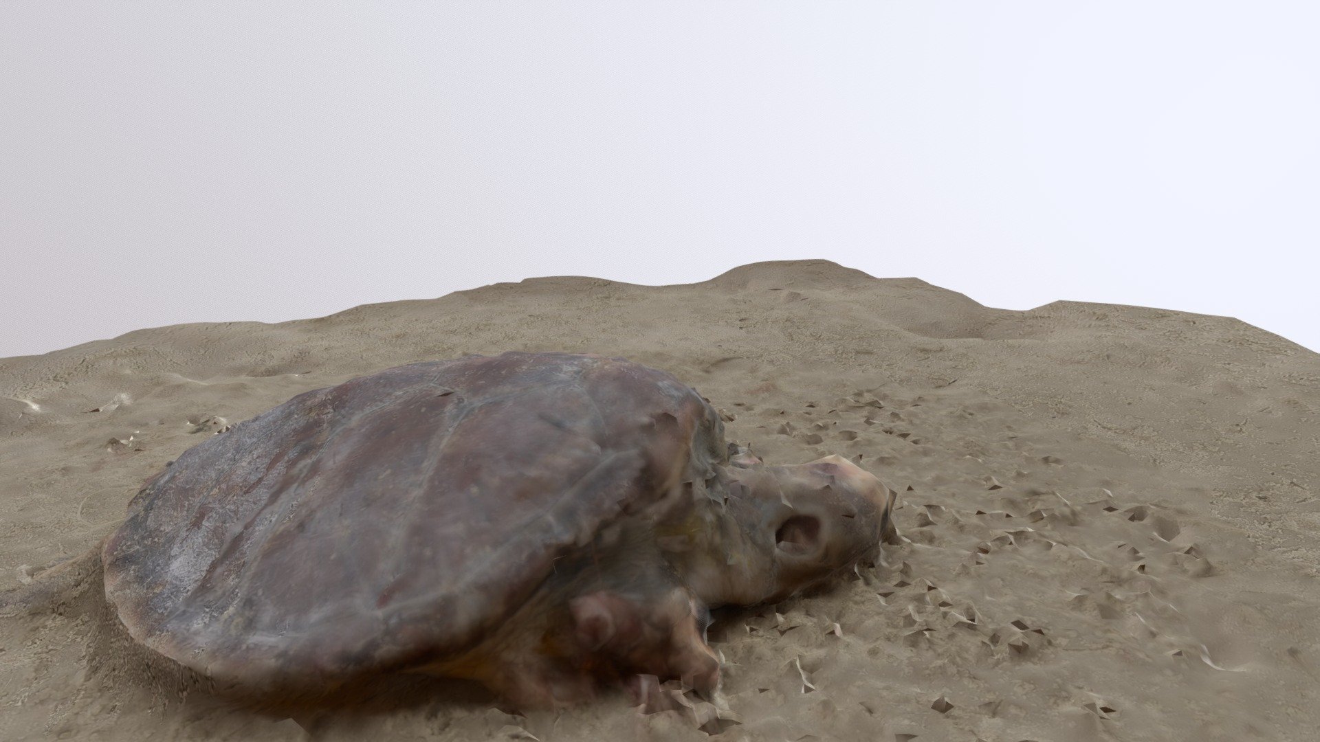 Tartaruga morta na praia