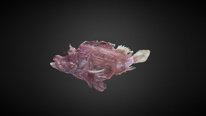 前鳍吻鮋（Rhinopias frondosa） 3D Model