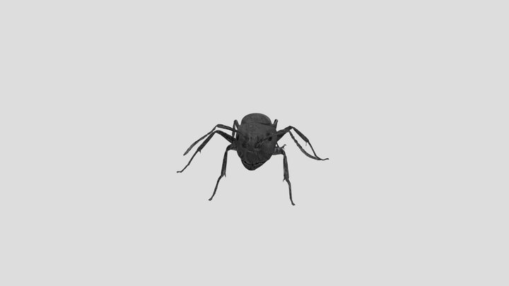 Insects_Formicidae 3D Model