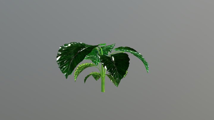 Elephant Ear Model 3D Model