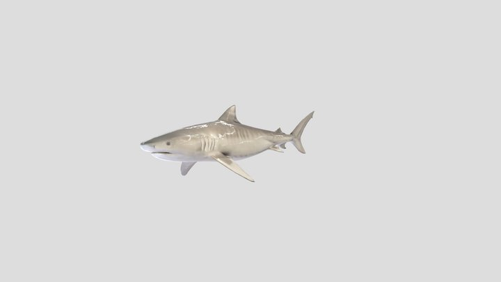 Low poly TigerShark (Galeocerdo Cuvier) – Free 3D Model STL