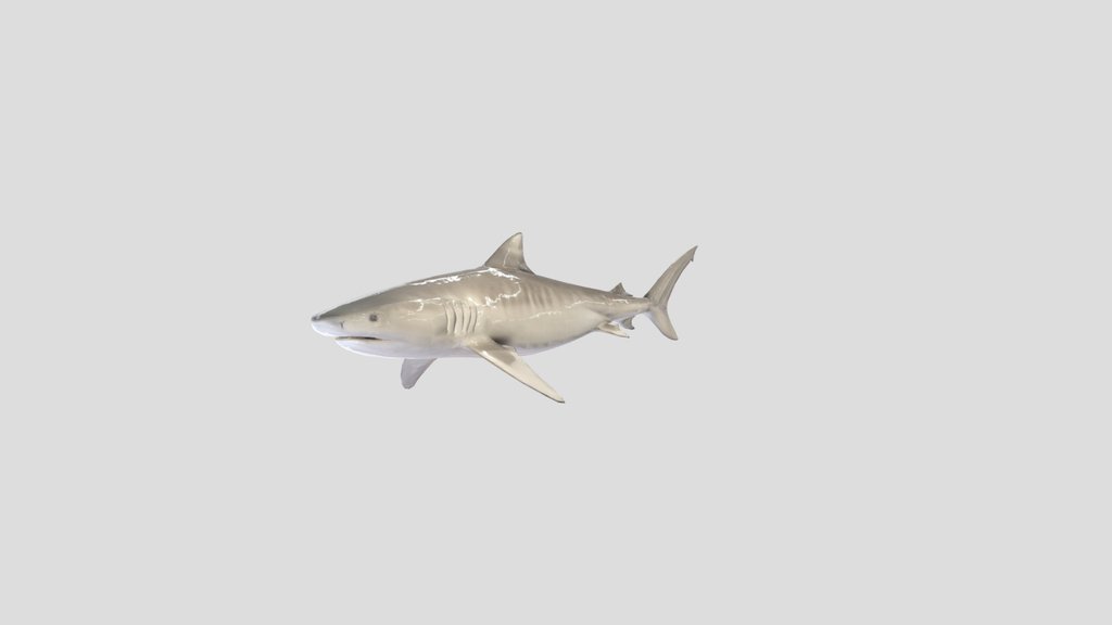 Low poly TigerShark (Galeocerdo Cuvier)