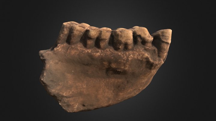 Gigantopithecus blacki 3D Model