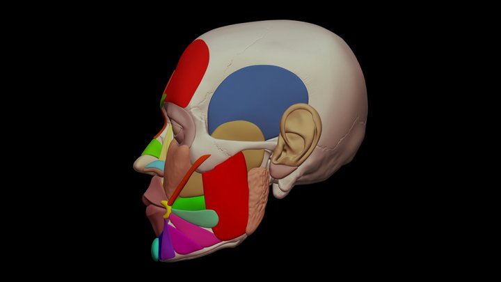 Facial Muscles 3D Model