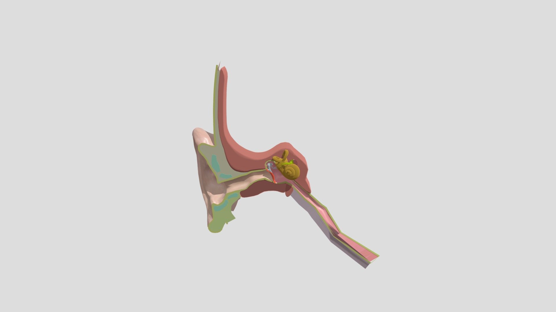 Ear section - Download Free 3D model by 3DCartoom (@marys.arado ...