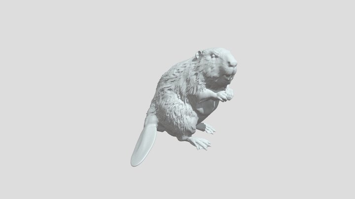 Eurasian Beaver V1