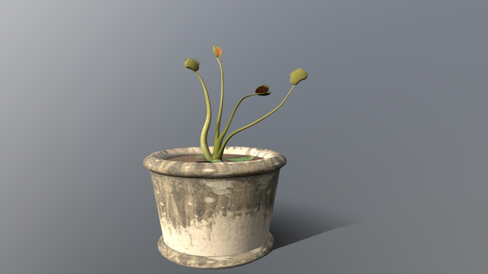 Venus Flytrap