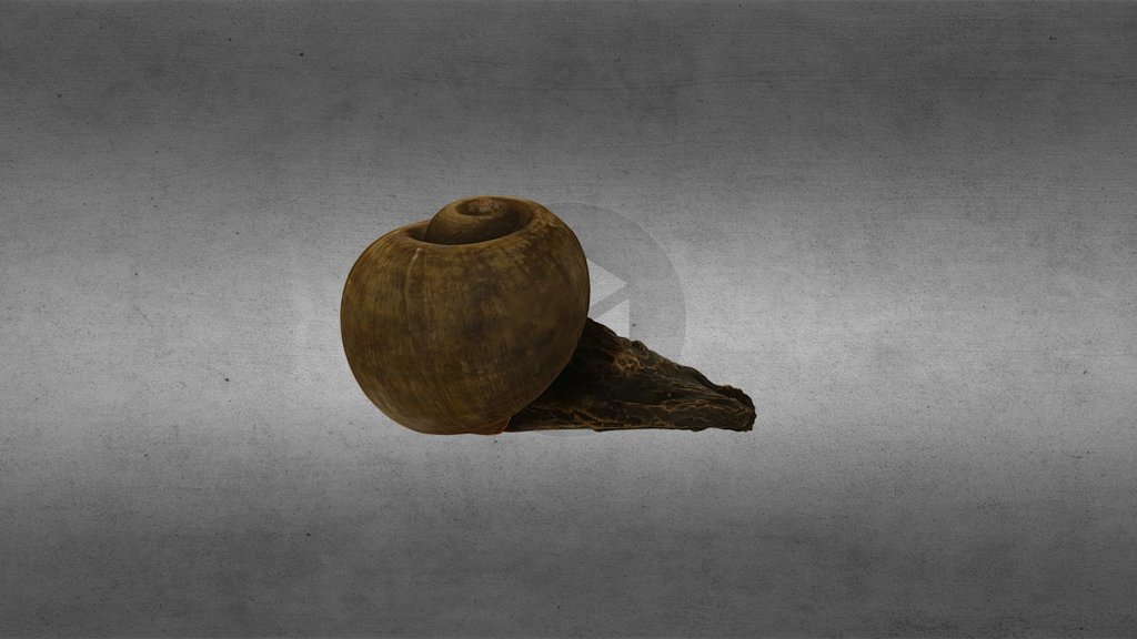 Snail by Roland Lindner