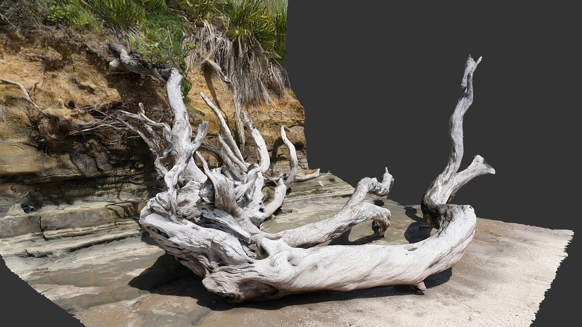 Pohutukawa tree