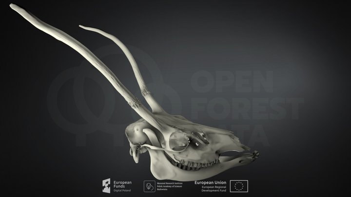 Cervus elaphus (Red deer) (Jeleń szlachetny) – Kostenloses 3D-Modell STL