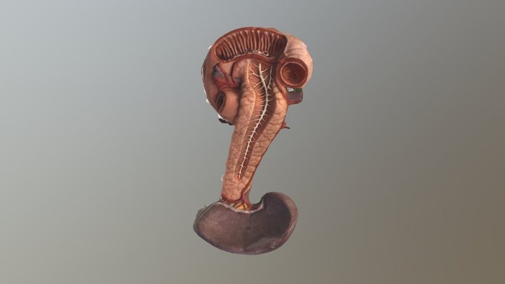 Gross anatomy of Pancreas 3D model 3D Model