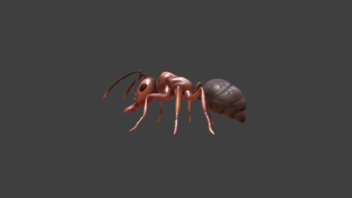 Ant model 3D Model