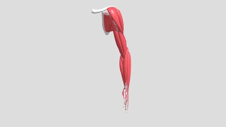 arm muscle 3D Model