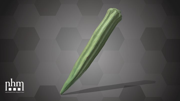 Bhindi (NHMW-AFW-DING-0046-024) – Kostenloses 3D-Modell STL