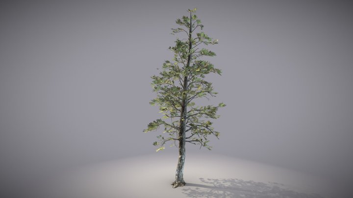 Ponderosa Pine 3D Model