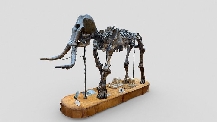 Mammothus meridionalis 3D Model