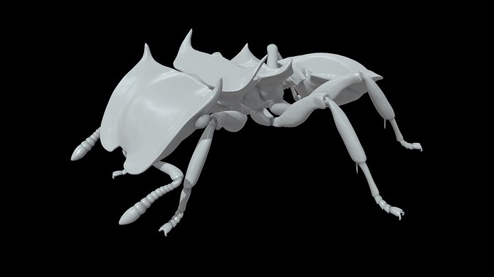 Cephalotes Clypeatus – Kostenloses 3D-Modell STL