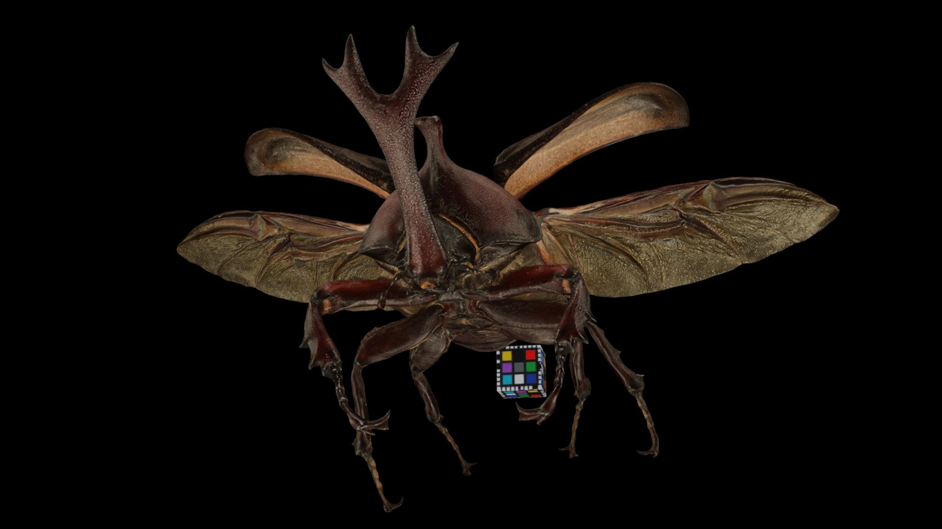 CC0 カブトムシ ♂ Japanese Rhinoceros Beetle — Sketchfab embed 3D viewer