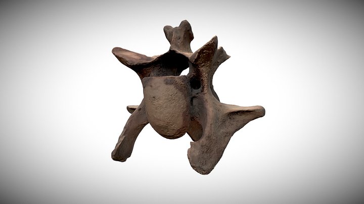Cow Verterbrae 3D Model