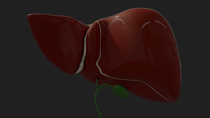 Liver 3D Model