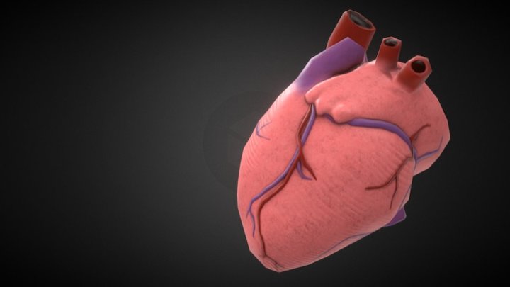 Heart 3D Model
