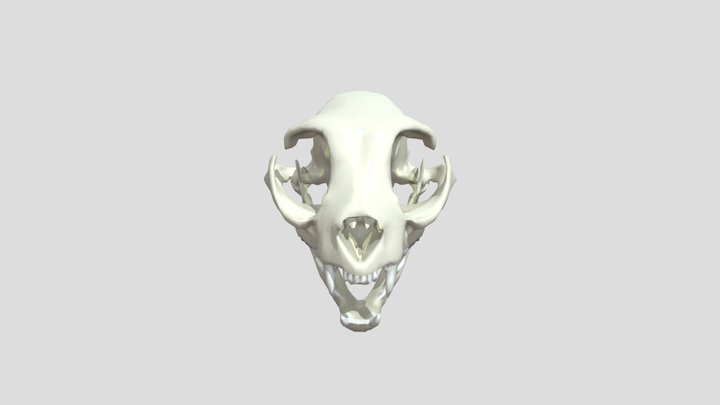 Domestic_ Cat_ Skull_0309030128_texture_obj – Modello 3D gratuito STL
