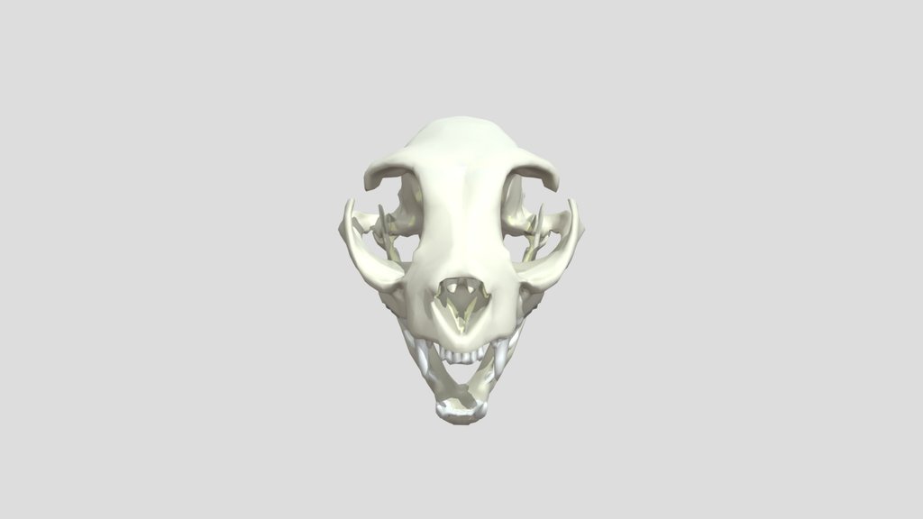 Domestic_ Cat_ Skull_0309030128_texture_obj