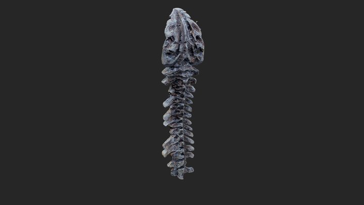 Spine bone 3D Model