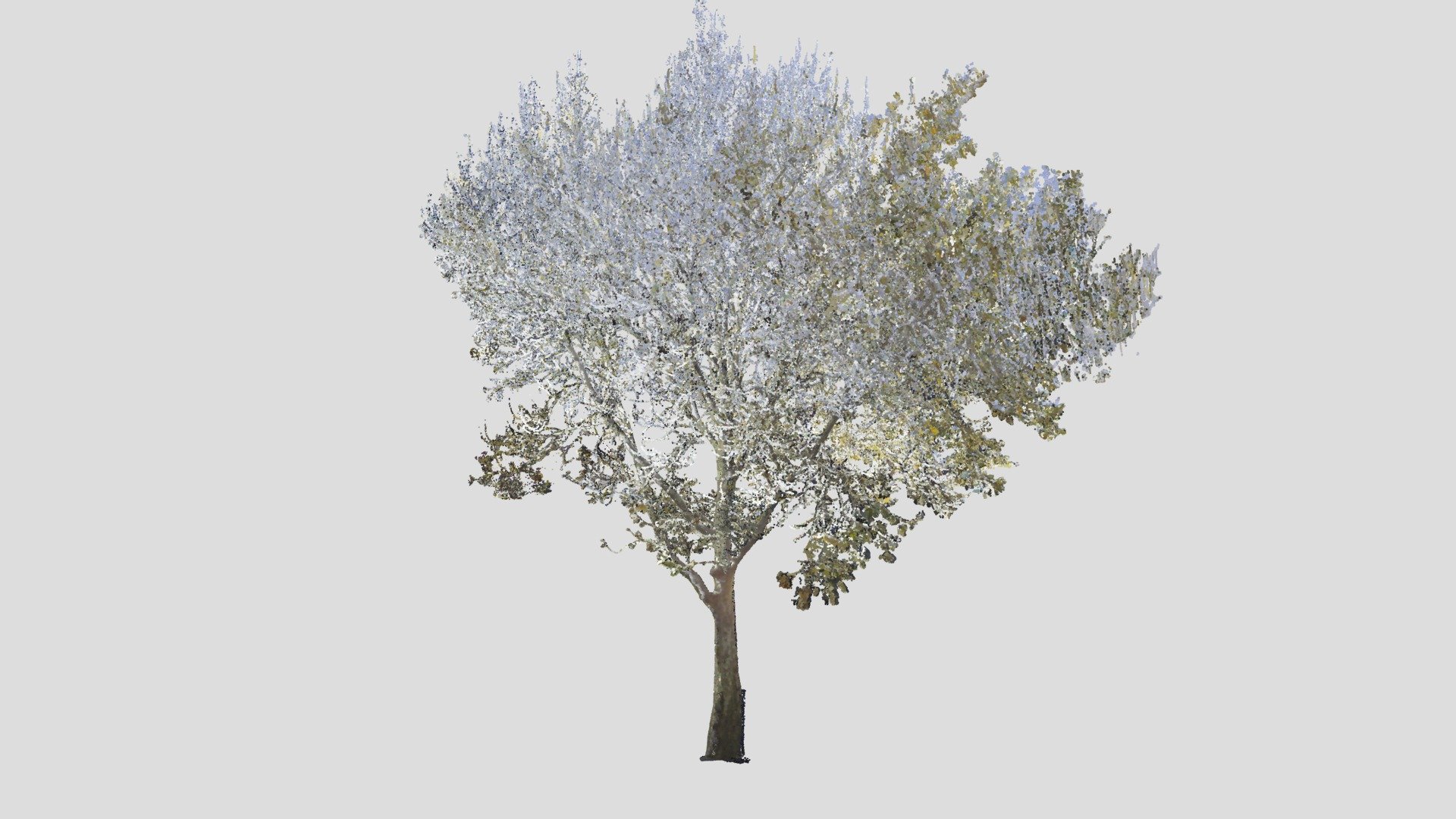Tree Point Cloud