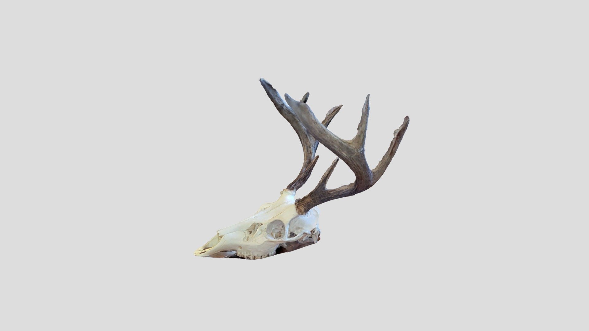 Chan Deer
