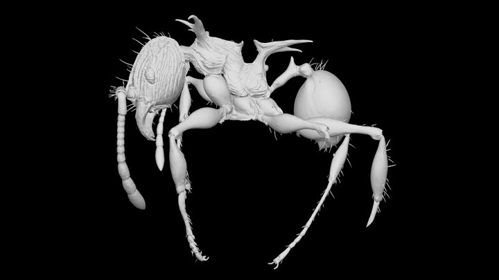 Pheidole cervicornis Minor Worker CASENT0282330 3D Model