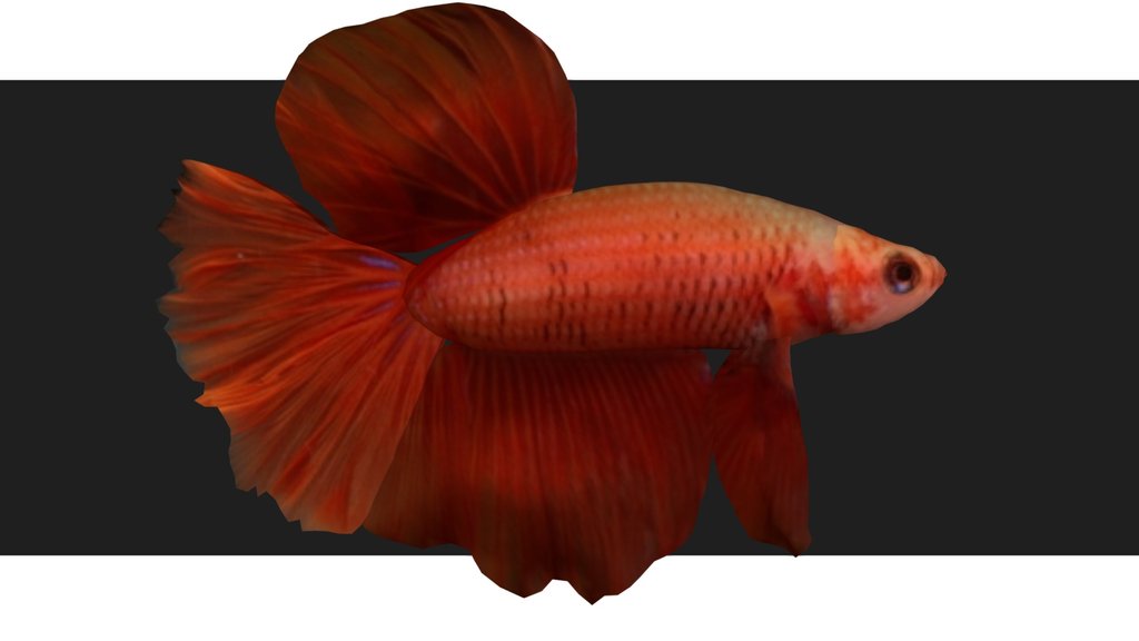 Orange Betta