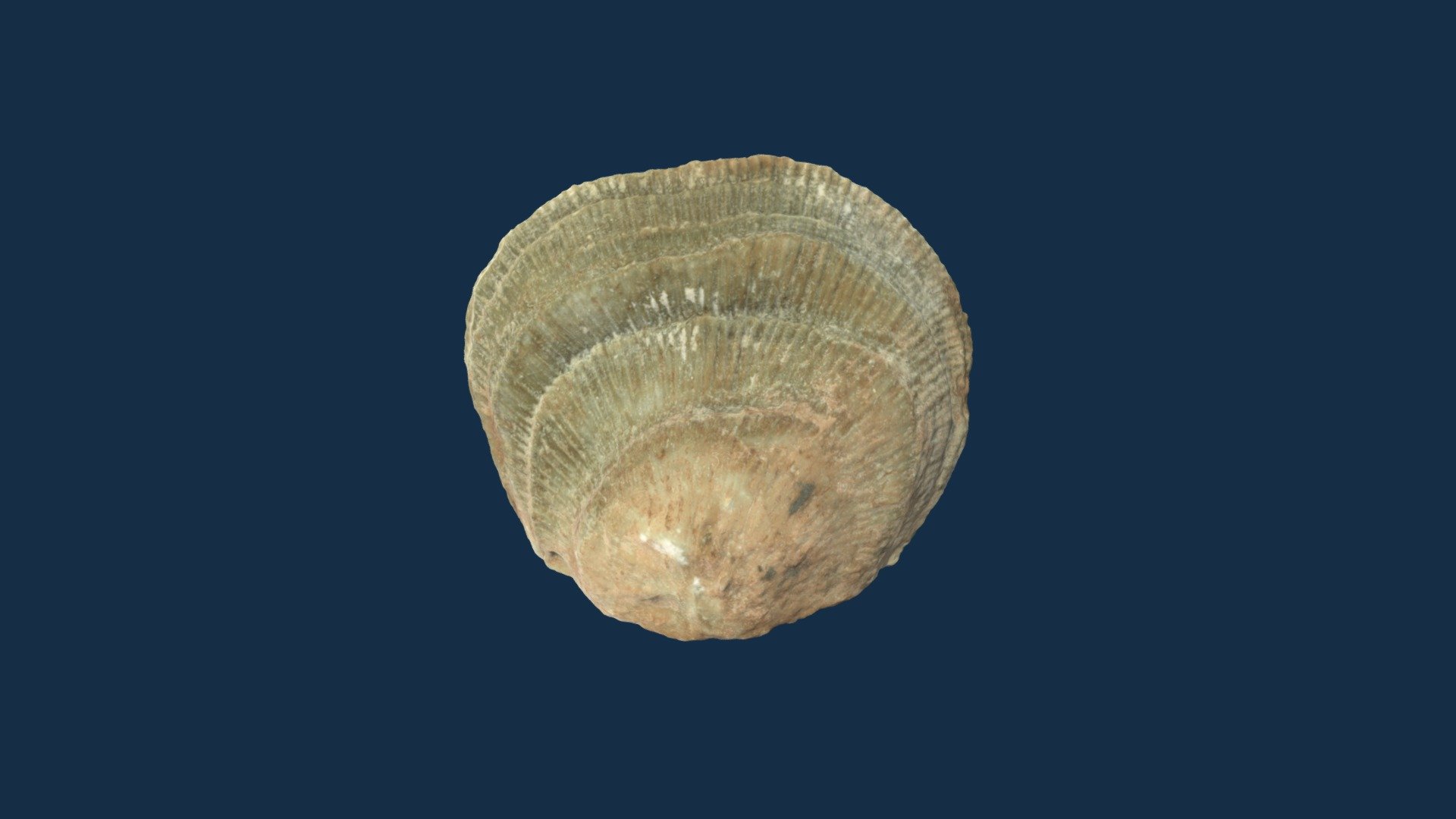 Derbyia crassa
