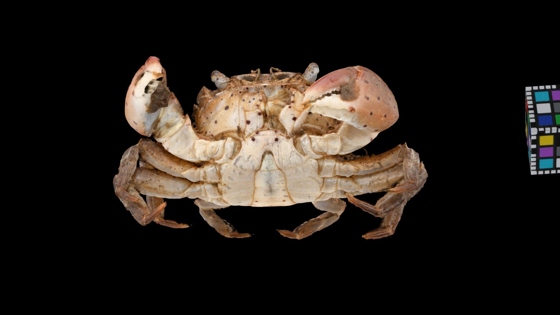 ケフサイソガニ ♂ Shore crab, Hemigrapsus penicillatus