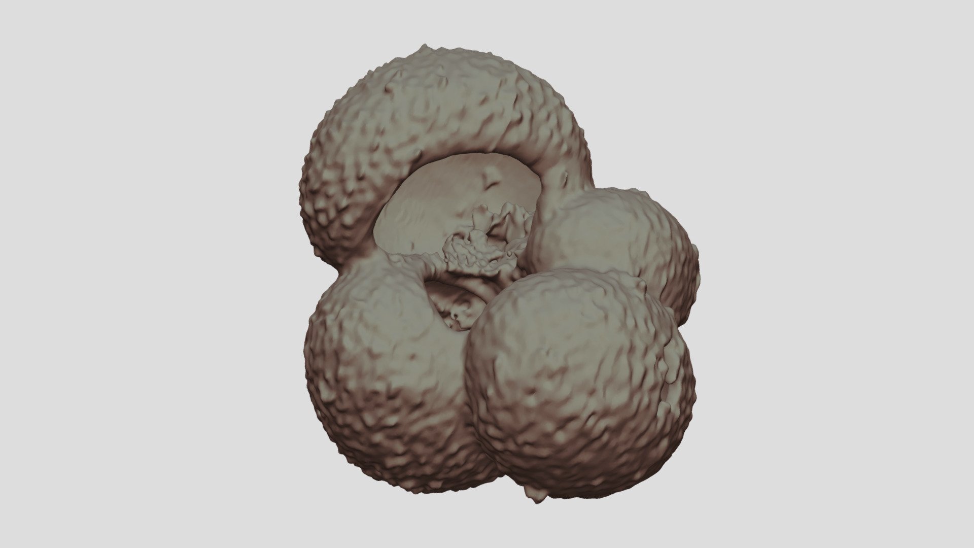 Globigerina bulloides [Geo B8502 825cm Shell-9]
