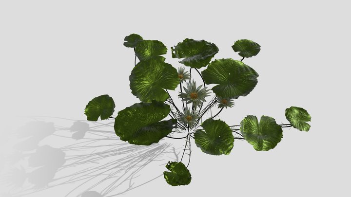 Water Lily (Nymphaea Odorata) 3D Model