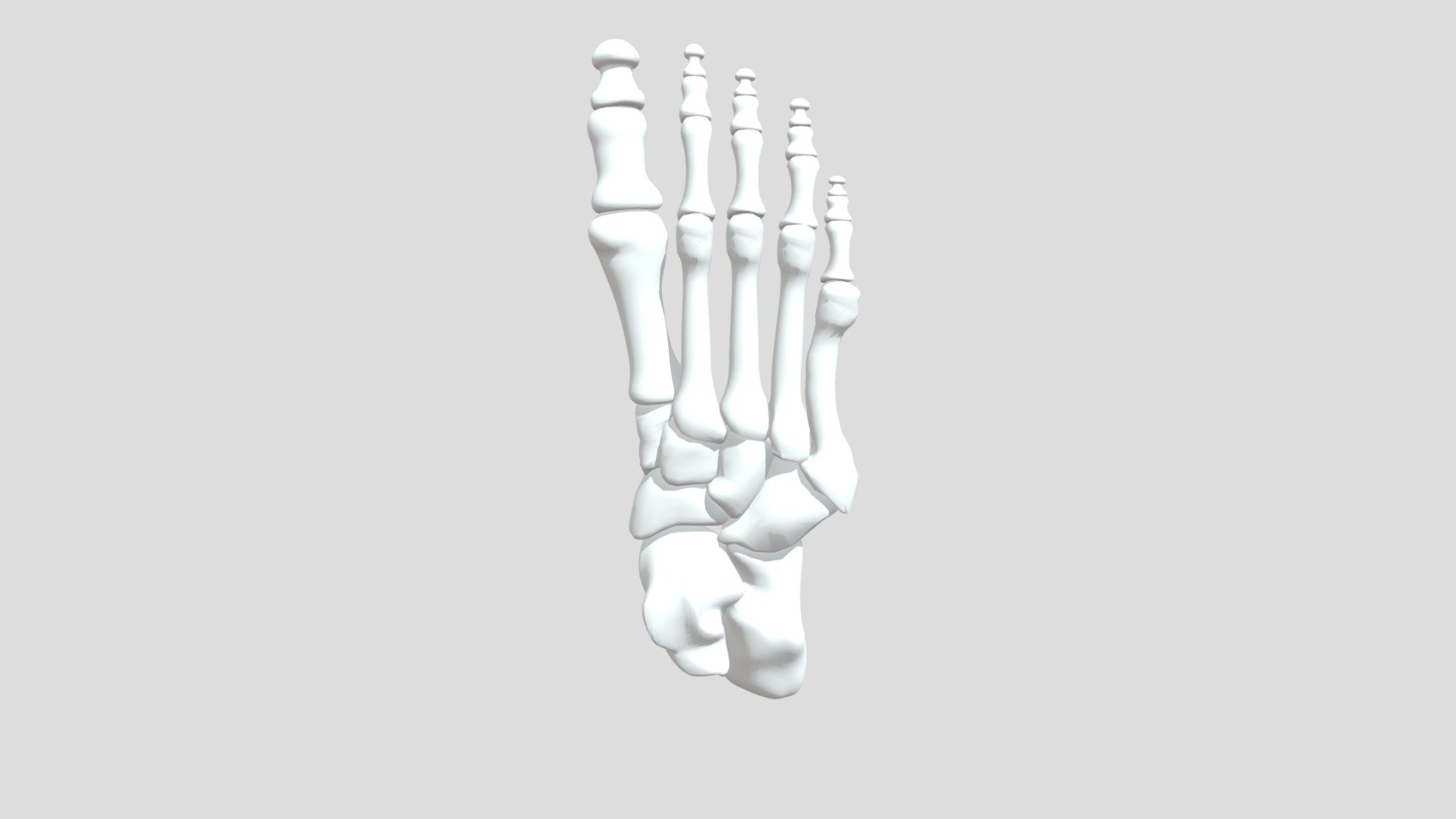 Foot