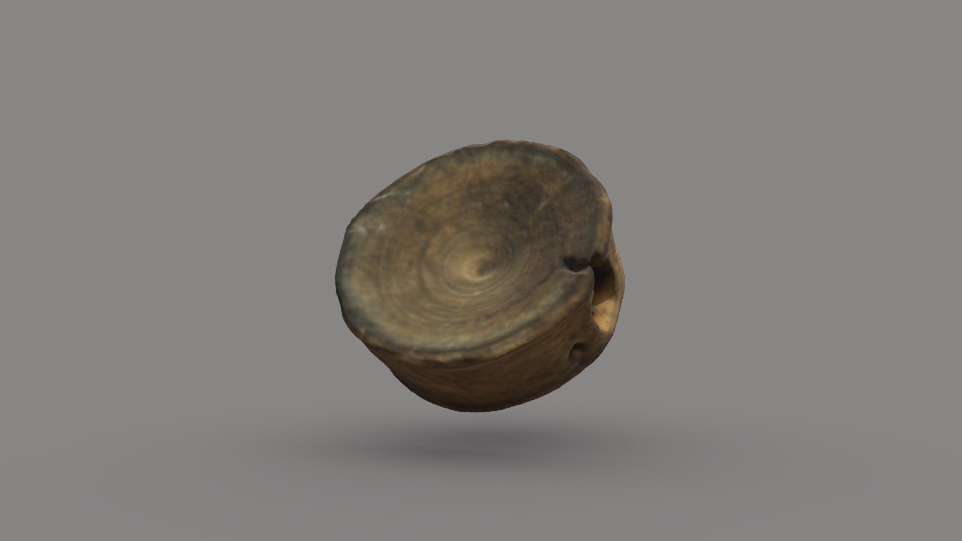 Fossilized Shark Vertebrae