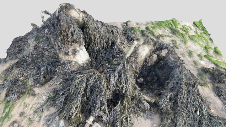 Seaweed Wreckage 3D Model