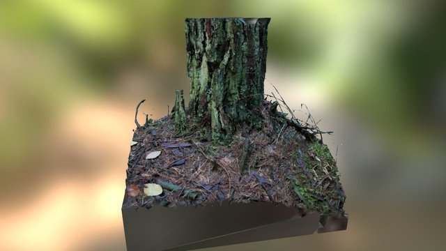 Wood Tree Trunk 3D Model