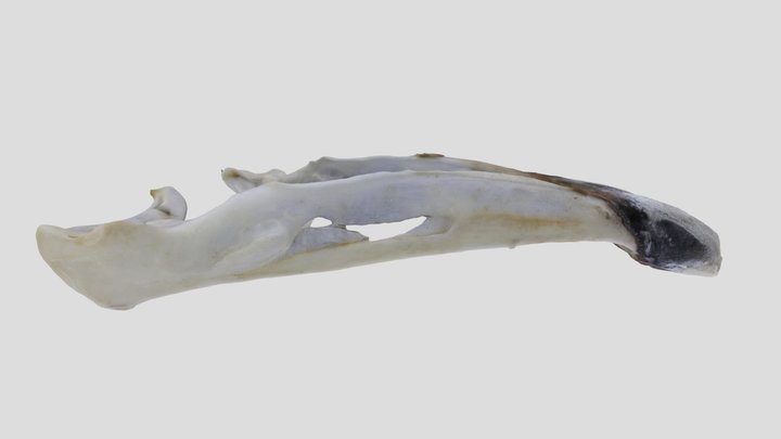 UWYMV:Bird:5862, Asio otus tuftsi, Mandible – Kostenloses 3D-Modell STL