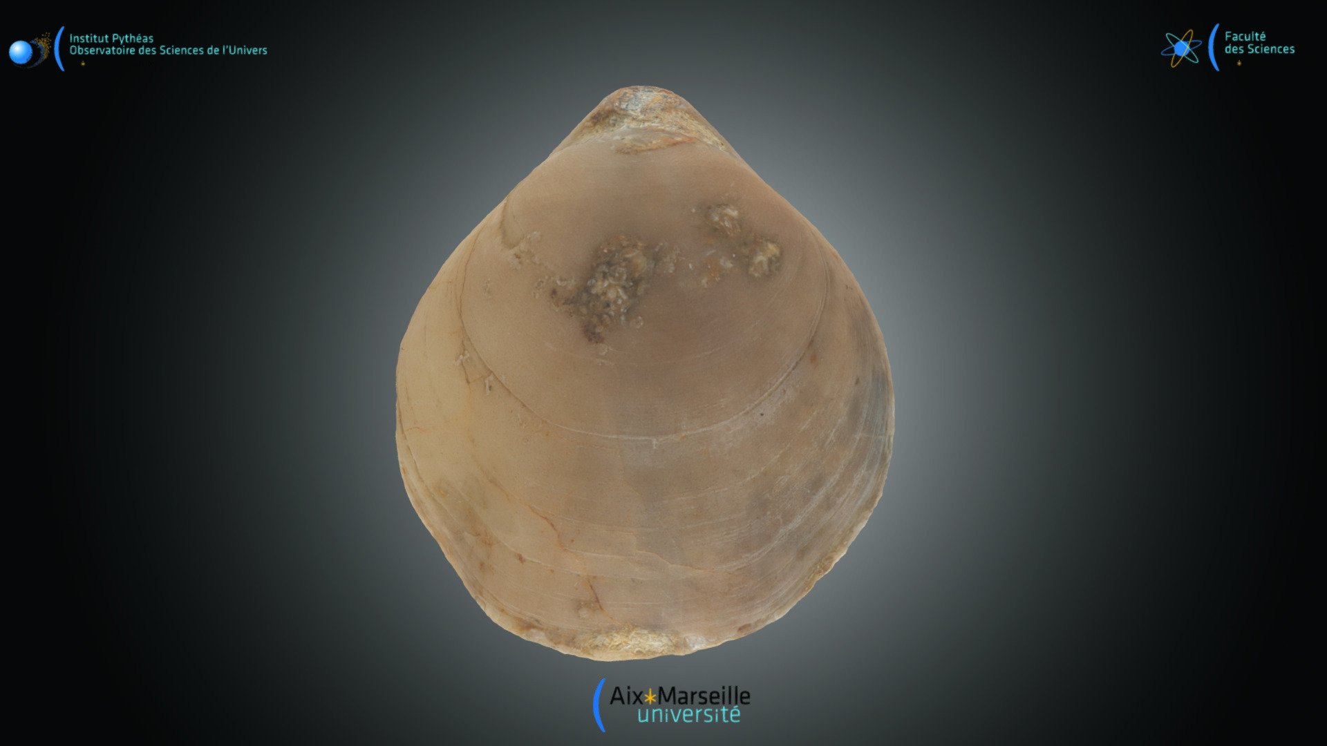 Brachiopode - Terebratula