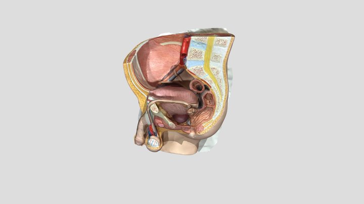 Male Reproductive System 3D Model