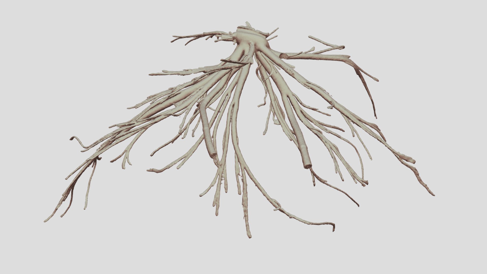 Cacosceles newmannii larva tracheae. Sample Nr10