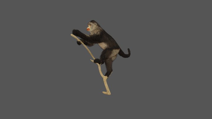 猴子毛发2 3D Model